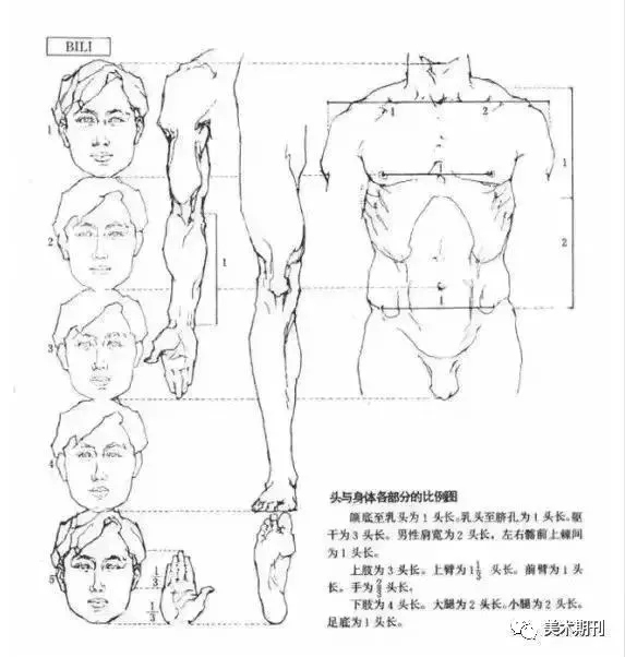 速写教程比例结构衣褶体块动态步骤组合