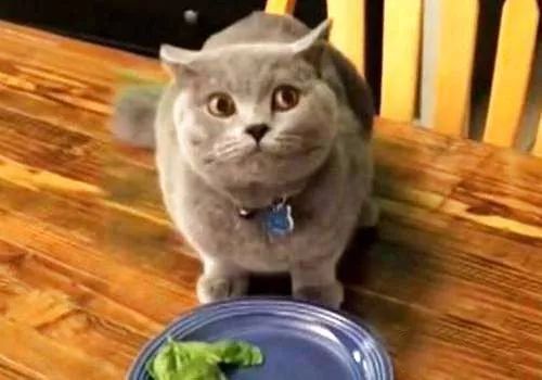 猫吃狗粮会怎么样