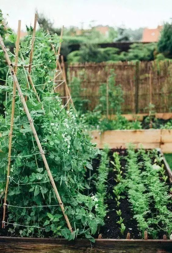 老了,我想有个菜园子:春天播种,秋天收获;低头种菜,抬头看花