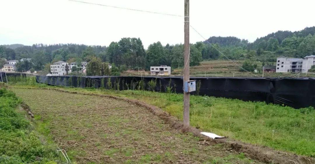 近日,绥阳县郑场镇伞水村食用菌基地一片喜气洋洋,正举行伞水村食用菌