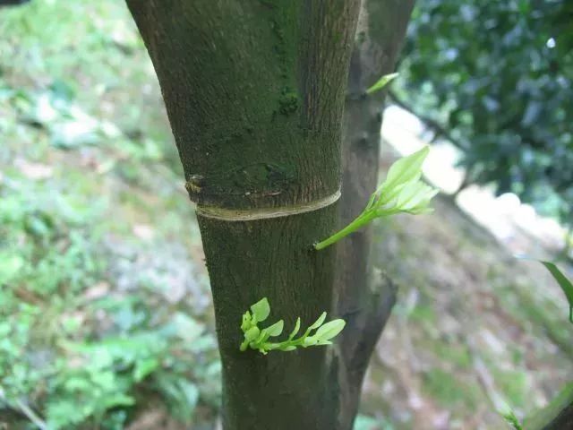 农事| 一年一度的环割窗口期又来了!这些干货请收好!