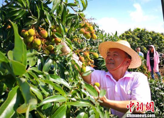 海口市琼山区三门坡镇红明农场荔枝园荔枝喜获丰收.尹海明摄