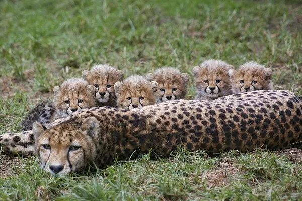 美国圣地牙哥动物公园 6只小猎豹躲在妈妈怀里偷看镜头 豹:看,对面有
