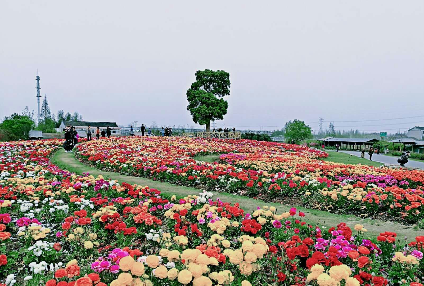 上海周浦花海生态园的美景,赛过世外桃源的风景