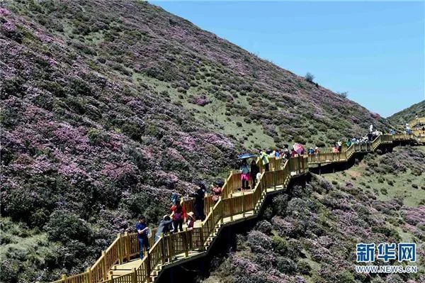 禄劝马鹿塘杜鹃花海