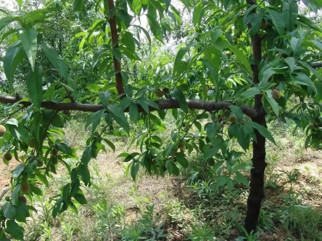 桃树栽培技术桃树的夏季修剪技术