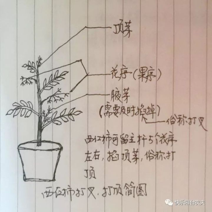 这张图,让您一分钟学会西红柿修剪方法