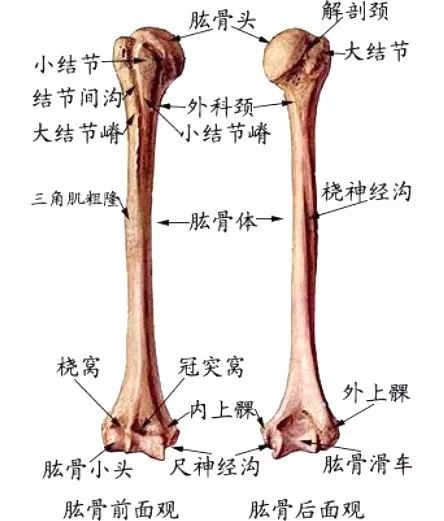 小孩胳膊肘骨折怎么办