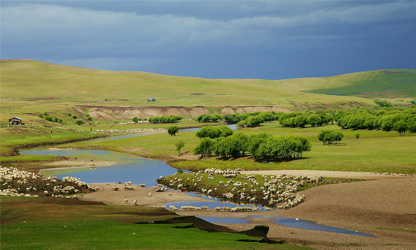 内蒙古根河被称为“中国冷极” 冬牧牛群与冰雪宛如一幅美丽冬景图