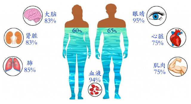 水是我们体内最丰厚的分子,占人体液体含量的65%以上.