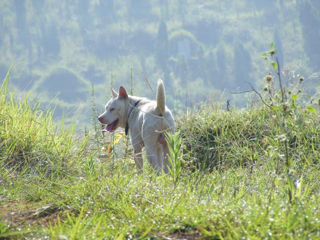 这只土狗是中国最好的猎犬世界排名第三堪称全能猎手