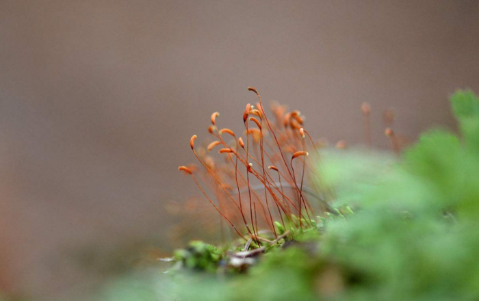 千诚现代诗:苔花之问 读袁枚·清《苔》 有感!