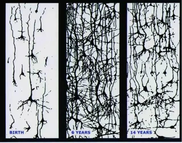 人类不同年龄的大脑突触密度图略