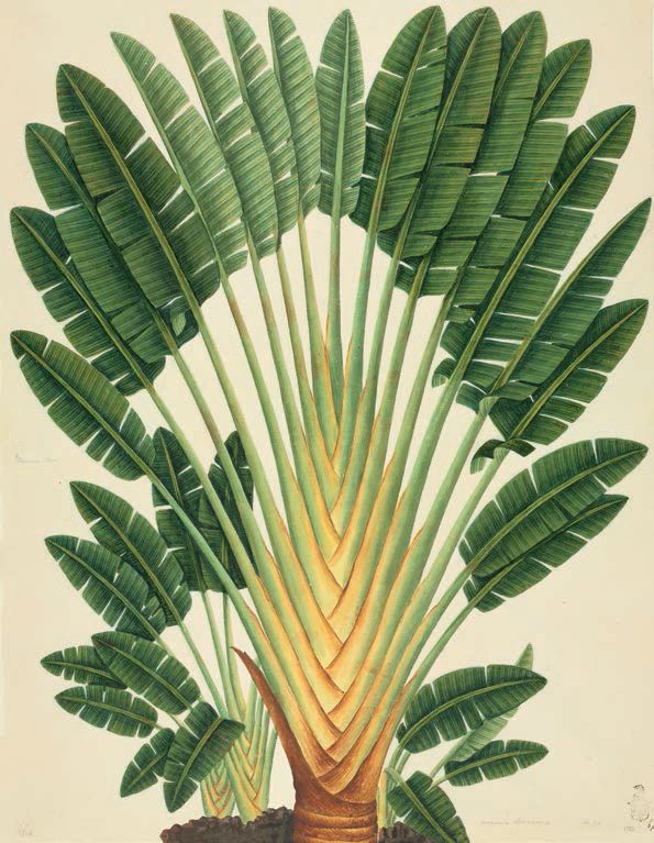 这24幅精美植物画，每一幅都值得悉心鉴赏。