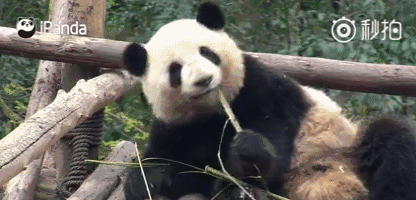 弟弟吃竹子的萌样(图:ipanda)每只大熊猫每天要吃掉:60公斤的竹笋300