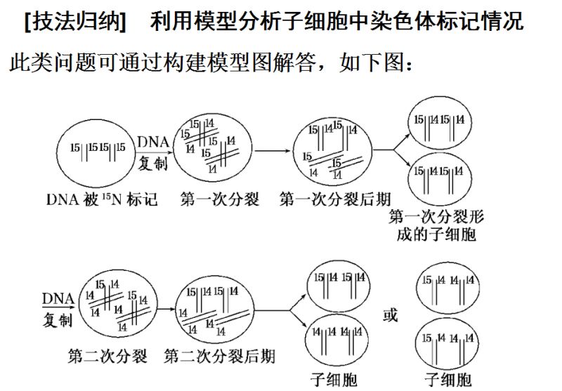 技巧丨图解法突破dna复制与细胞分裂中染色体复制问题