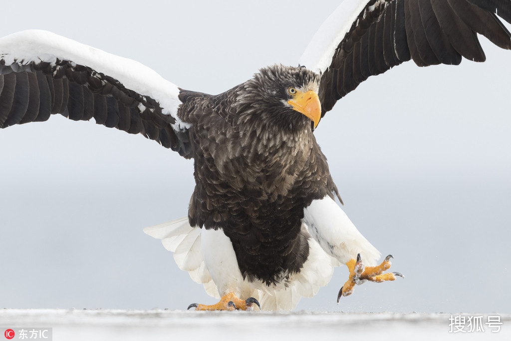 图片中,这只老鹰张着两只翅膀,一会小心翼翼地探出一只脚