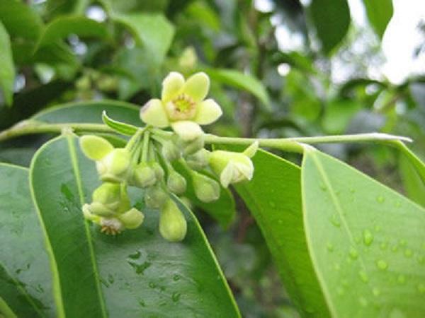 土沉香花语:不明的爱,暗恋