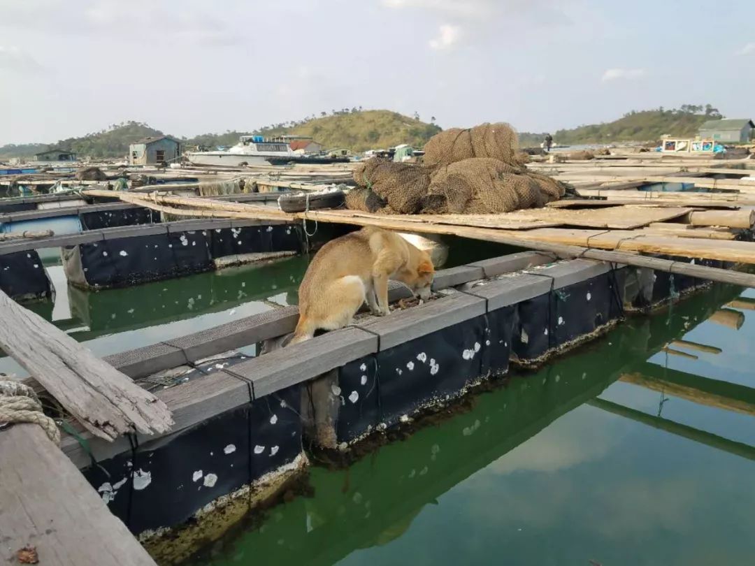 自助海上烧烤,海味大餐,鱼排垂钓…在钦州这个地方就能玩嗨!