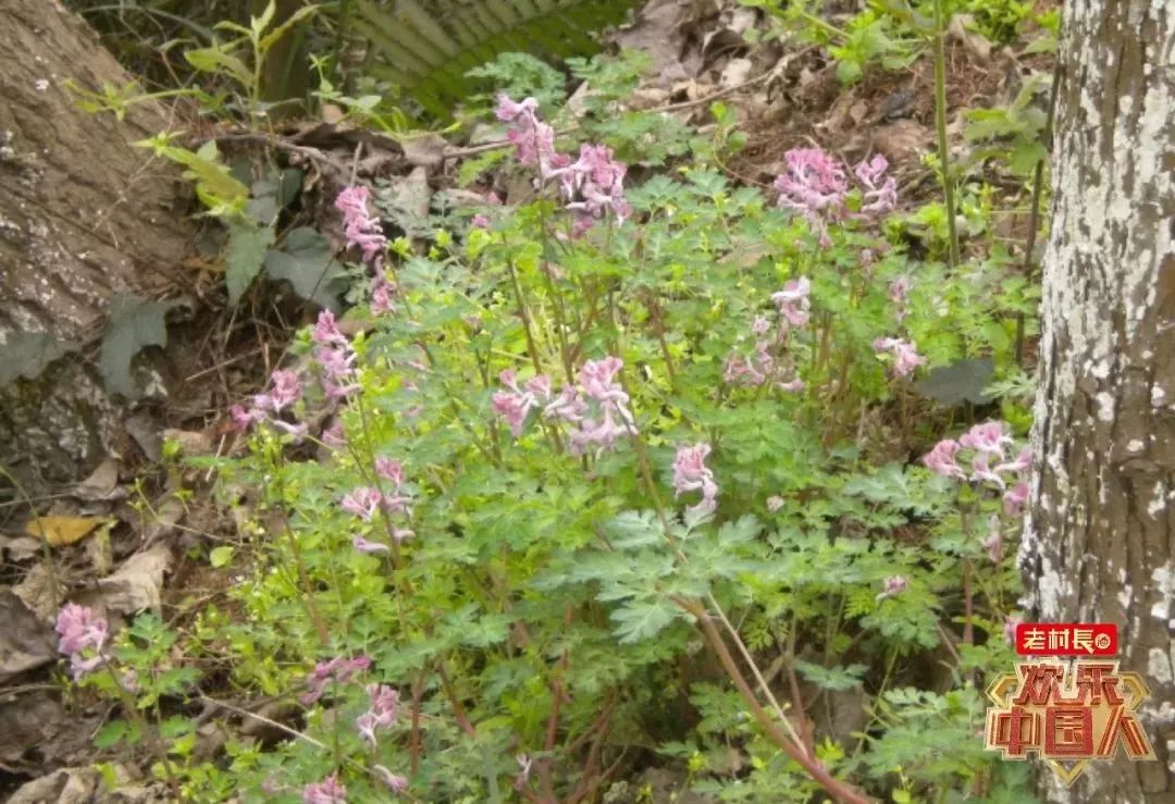 不吃的 学名为"紫花鱼灯草"的植物 带回了学校 和两个小伙伴袁祯阳