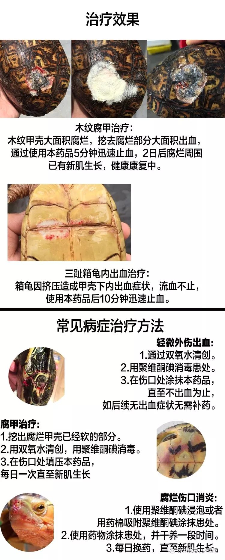 乌龟头部腐烂怎么办