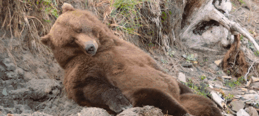 堪察加半岛:堪察加半岛棕熊经典摄影旅行