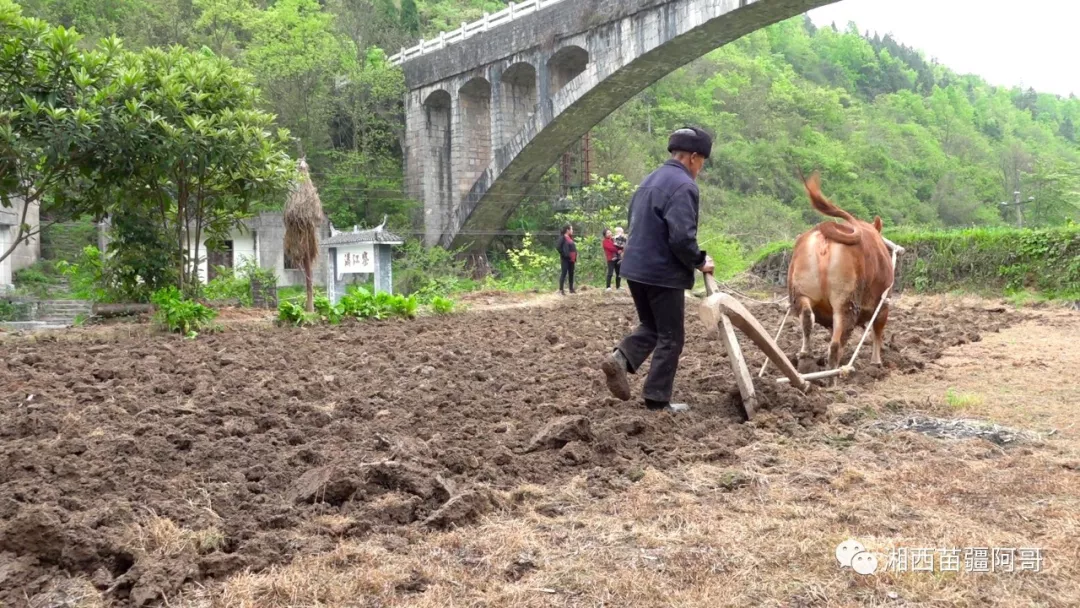 农村人身体就是好,70多岁的农村老人用大黄牛耕田