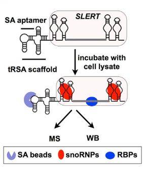 想做lncrna与蛋白互作rnapulldown技术了解一下