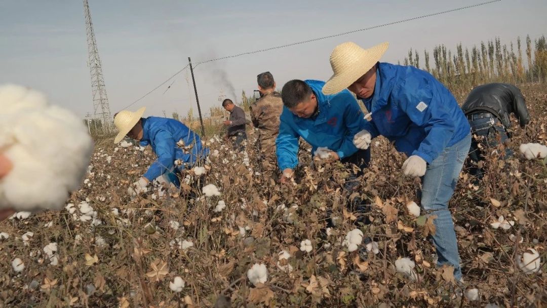 广东西部计划志愿者协助新疆当地农户摘棉花