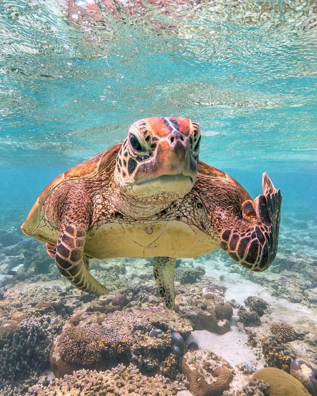一只隐藏在珊瑚湾海藻中的豹鲨 露出憨厚的微笑 海龟不高兴   mark