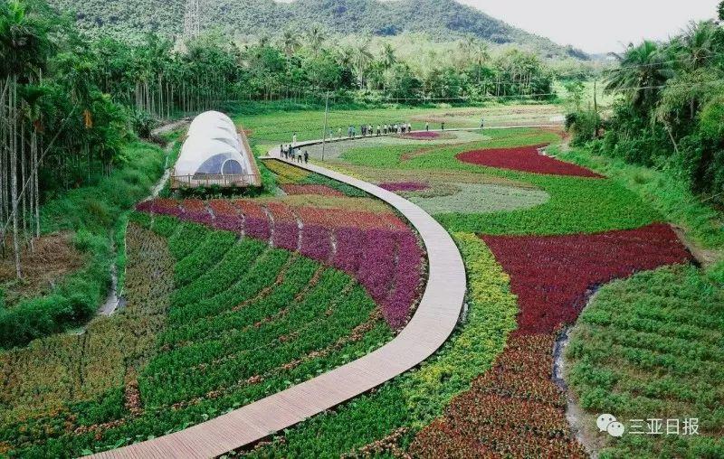 中廖花海以独具匠心的创意,大地自然艺术的思维,在近30亩的花田中