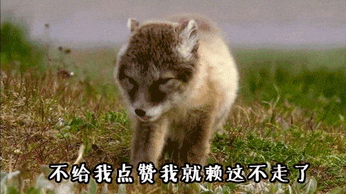 北极狐美国官网:每日吸丨北极狐,各种萌各种美