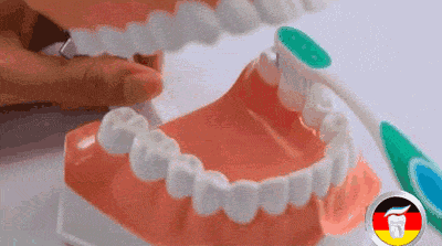 4 刷牙齿咀嚼面   平行,稍用力做前后短距离来回刷.