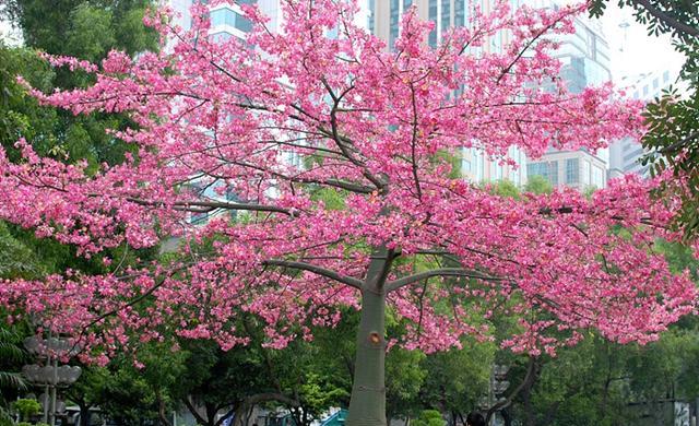 一树树粉色的花充满了春天的活力
