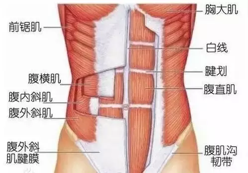 腹直肌位于腹前壁正中线的两旁,居腹直肌鞘内,为上宽下窄的带形多