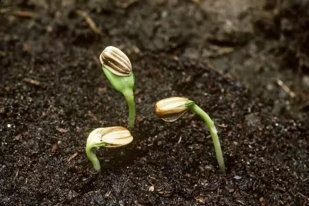 10分钟就能生根发芽,这个植物的种子不一般!