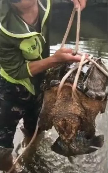 鱼塘食人鱼泛滥,损失惨重,无奈放入巨型掠食者,猎捕食人鱼