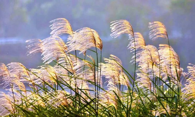 首夏犹清和,芳草亦未歇