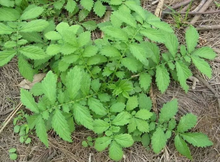 中药 小小一味仙鹤草,止血止咳又杀虫