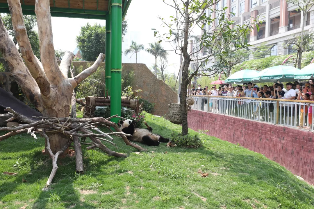 厦门灵玲动物王国大熊猫馆正式开馆大熊猫闽南语昵称古锥古意出炉