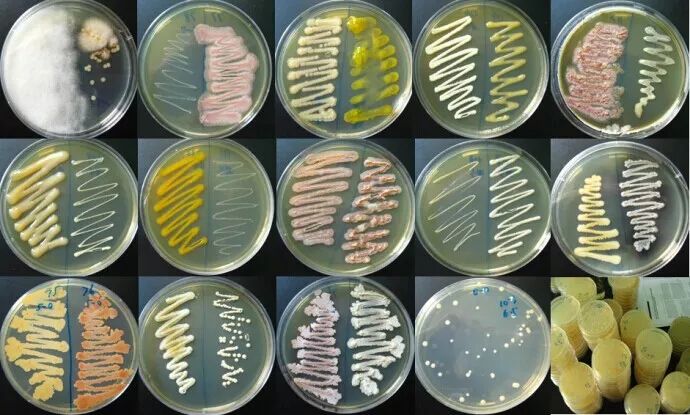 免疫系统将会处理掉这些微生物们因此我们在食用时但因为数量不多