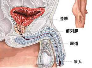 阴茎手术什么原理