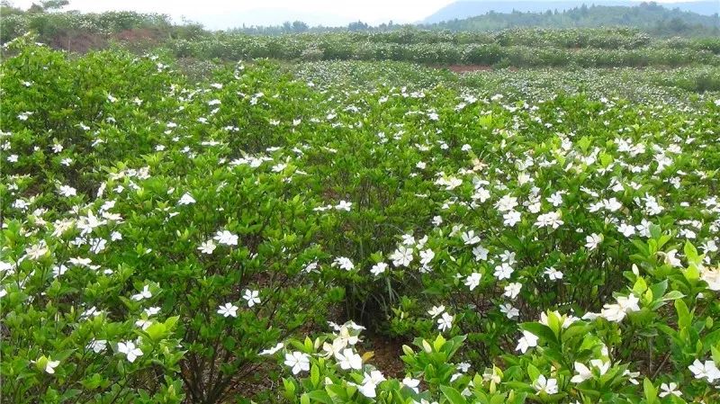 栀子花开,是夏天的开始.清远:500亩栀子花海也坏不掉你的好心情!