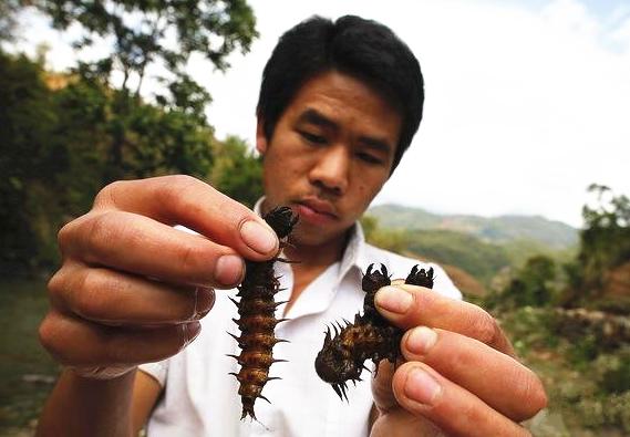 奇特美食之旅:四川攀枝花"爬沙虫,下河翻石头只为这一味