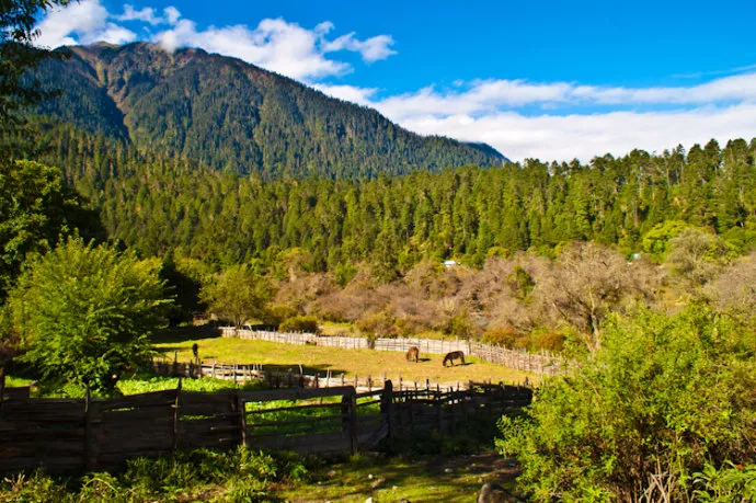 波密岗乡林芝云杉林在波密县城的东北方,距离波密县城不是很远,开车