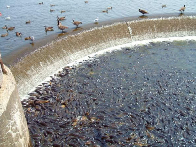 亚洲鲤鱼在美国泛滥成灾,就连鸭子都不敢下水,并成为当地景色!