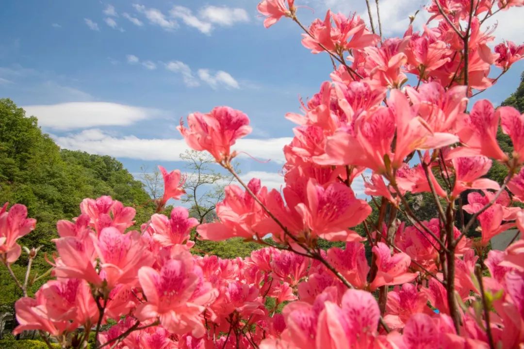 平顶山市第三届山花节暨第十五届尧山杜鹃花节在尧山景区拉开序幕