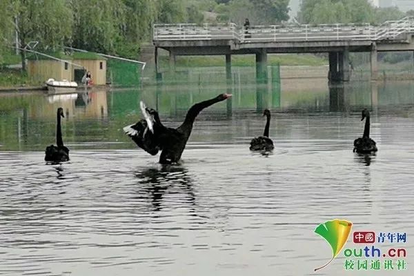 从合肥到芜湖 4只黑天鹅走红安徽师大师生朋友