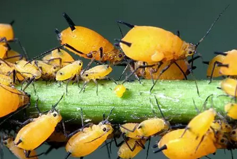 果树蚜虫的种类及防范措施