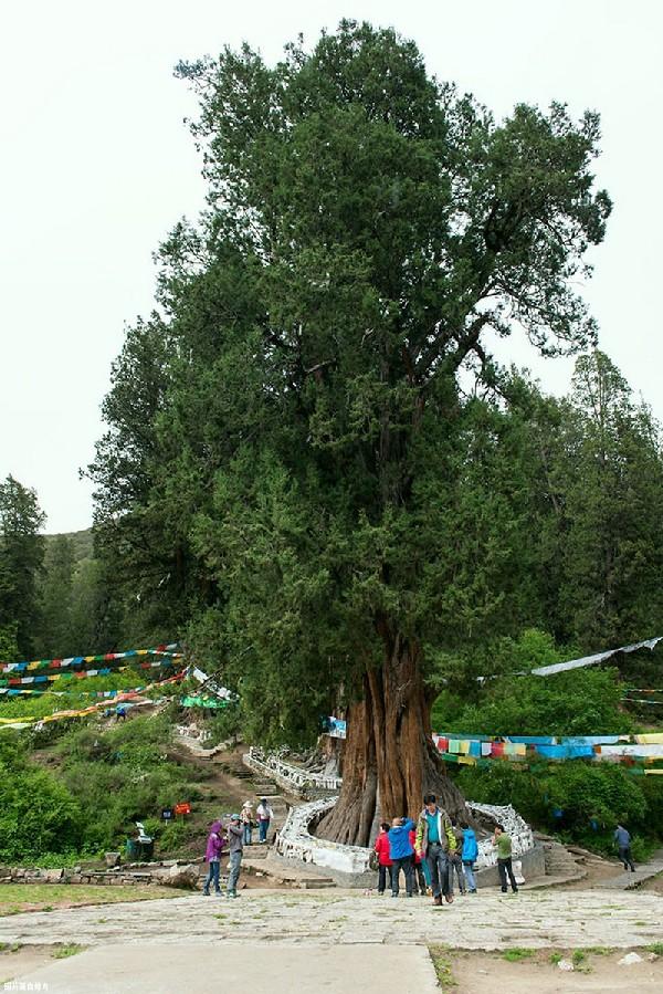 藏巨柏树龄2600余年被推翻,有专家用生长锥法
